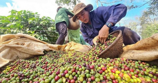 Giá nông sản ngày 15/11/2025: Cà phê tiếp tục giảm, hồ tiêu tăng nhẹ