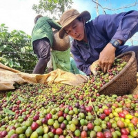 Giá nông sản ngày 15/11/2025: Cà phê tiếp tục giảm, hồ tiêu tăng nhẹ