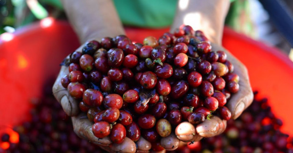 Giá nông sản ngày 16/11/2025: Cà phê tiếp tục giảm mạnh