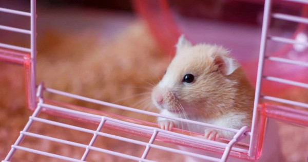 Con số may mắn tài lộc ngày 17/11/2025 của 12 con giáp