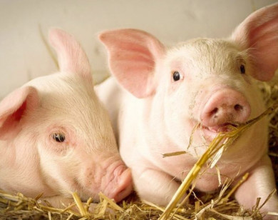 Giá heo hơi ngày 16/11/2025: Duy trì xu hướng ổn định