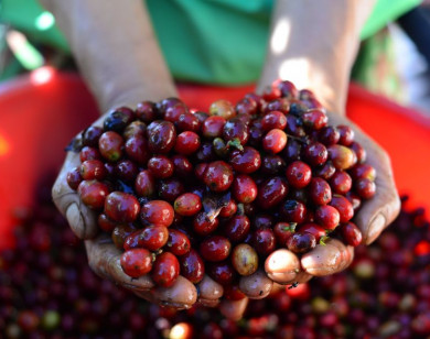 Giá nông sản ngày 16/11/2025: Cà phê tiếp tục giảm mạnh