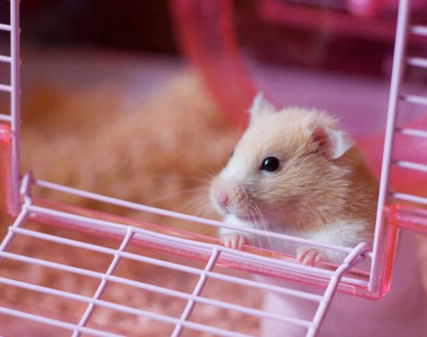 Con số may mắn tài lộc ngày 17/11/2025 của 12 con giáp