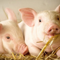 Giá heo hơi ngày 16/11/2025: Duy trì xu hướng ổn định