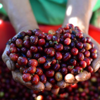 Giá nông sản ngày 16/11/2025: Cà phê tiếp tục giảm mạnh