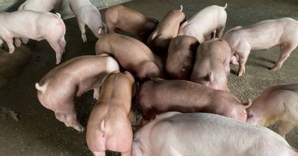 Giá heo hơi ngày 17/11/2025: Đà tăng trở lại tại miền Bắc