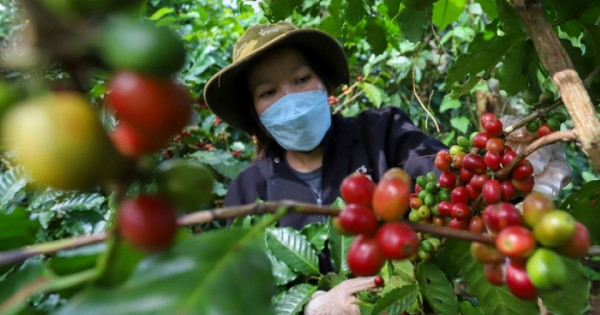 Giá nông sản ngày 17/11/2025: Cà phê và hồ tiêu cùng đi ngang