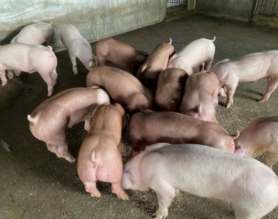 Giá heo hơi ngày 17/11/2025: Đà tăng trở lại tại miền Bắc