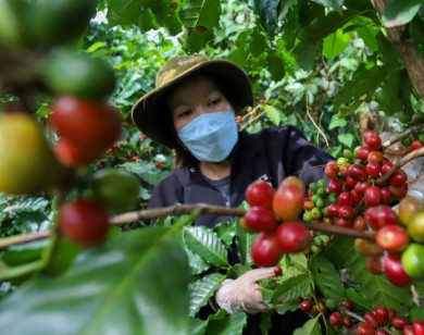 Giá nông sản ngày 17/11/2025: Cà phê và hồ tiêu cùng đi ngang
