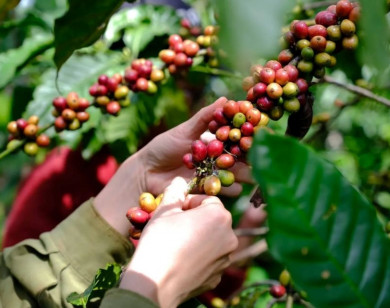 Giá nông sản ngày 19/11/2025: Cà phê bật tăng mạnh