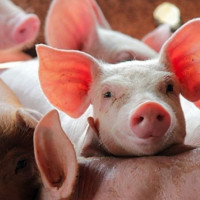 Giá heo hơi ngày 19/11/2025: Tăng 1.000 - 2.000 đồng/kg trên cả nước