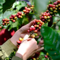 Giá nông sản ngày 19/11/2025: Cà phê bật tăng mạnh