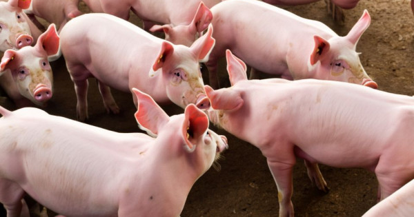 Giá heo hơi ngày 20/11/2025: Tiếp đà tăng nhẹ tại 3 miền