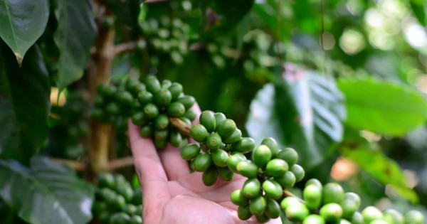 Giá nông sản ngày 20/11/2025: Cà phê tăng mạnh, hồ tiêu ổn định