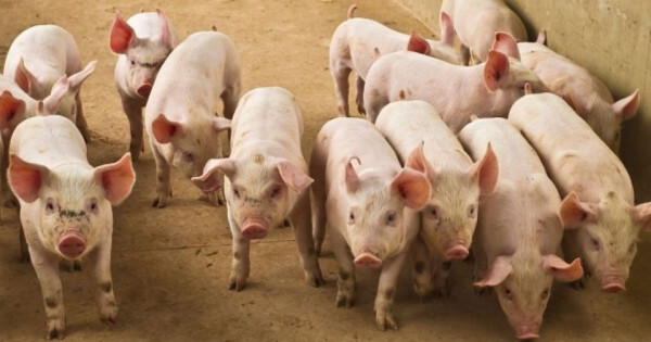 Giá heo hơi ngày 21/11/2025: Tiếp tục tăng trên cả nước