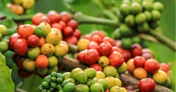 Giá nông sản ngày 21/11/2025: Cà phê đảo chiều giảm, hồ tiêu đi ngang