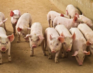 Giá heo hơi ngày 21/11/2025: Tiếp tục tăng trên cả nước