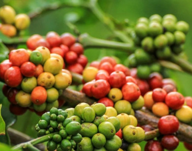 Giá nông sản ngày 21/11/2025: Cà phê đảo chiều giảm, hồ tiêu đi ngang