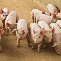 Giá heo hơi ngày 21/11/2025: Tiếp tục tăng trên cả nước