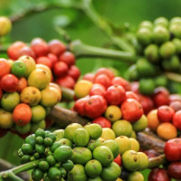 Giá nông sản ngày 21/11/2025: Cà phê đảo chiều giảm, hồ tiêu đi ngang