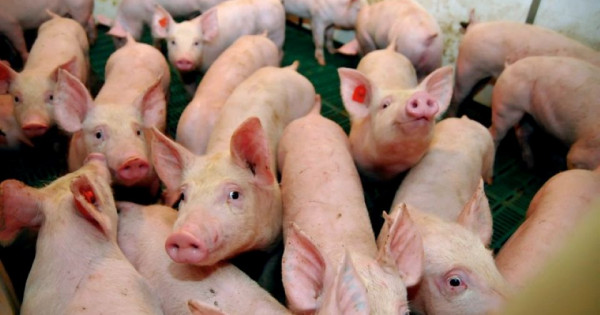 Giá heo hơi ngày 22/11/2025: Tiếp tục xu hướng tăng trên cả nước