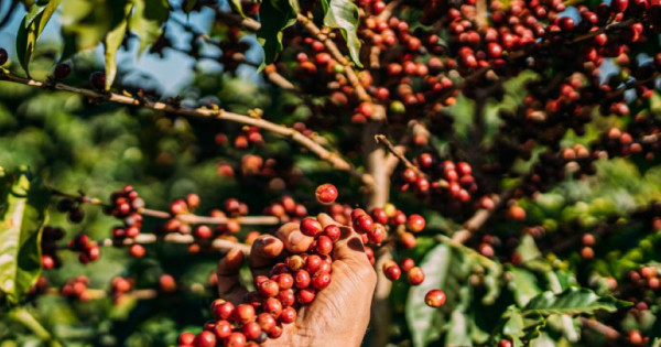 Giá nông sản ngày 22/11/2025: Cà phê và hồ tiêu cùng tăng mạnh