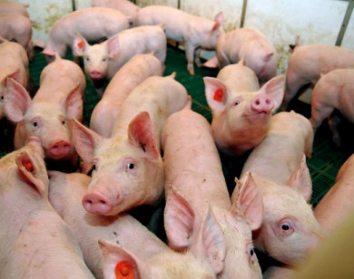Giá heo hơi ngày 22/11/2025: Tiếp tục xu hướng tăng trên cả nước