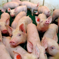 Giá heo hơi ngày 22/11/2025: Tiếp tục xu hướng tăng trên cả nước