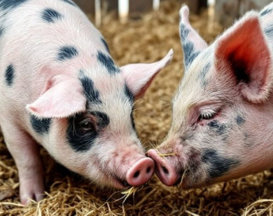 Giá heo hơi ngày 23/11/2025: Ổn định tại nhiều địa phương