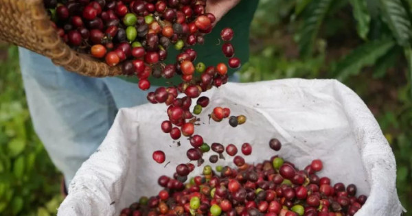 Giá nông sản ngày 25/11/2025: Hồ tiêu tăng mạnh, cà phê giảm nhẹ