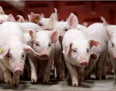 Giá heo hơi ngày 25/11/2025: Đồng loạt tăng