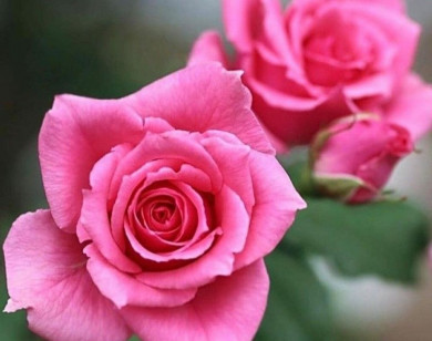 Tử vi ngày 26/11/2025 của 12 cung hoàng đạo: Xử Nữ tài chính khá tốt