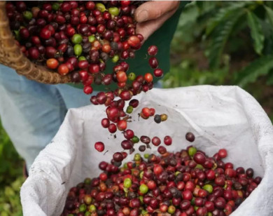 Giá nông sản ngày 25/11/2025: Hồ tiêu tăng mạnh, cà phê giảm nhẹ