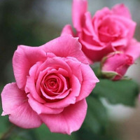 Tử vi ngày 26/11/2025 của 12 cung hoàng đạo: Xử Nữ tài chính khá tốt