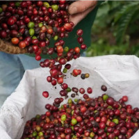 Giá nông sản ngày 25/11/2025: Hồ tiêu tăng mạnh, cà phê giảm nhẹ