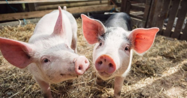 Giá heo hơi ngày 26/11/2025: Miền Bắc giảm nhẹ, miền Trung – Tây Nguyên tăng mạnh