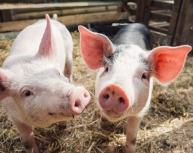 Giá heo hơi ngày 26/11/2025: Miền Bắc giảm nhẹ, miền Trung – Tây Nguyên tăng mạnh