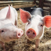 Giá heo hơi ngày 26/11/2025: Miền Bắc giảm nhẹ, miền Trung – Tây Nguyên tăng mạnh