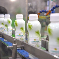 Bất ngờ khi quả dừa Việt Nam 