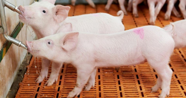 Giá heo hơi ngày 27/11/2025: Tiếp tục tăng tại miền Trung
