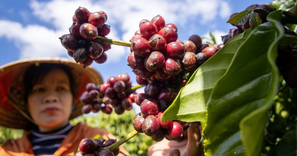 Giá nông sản ngày 27/11/2025: Cà phê và hồ tiêu cùng bật tăng mạnh