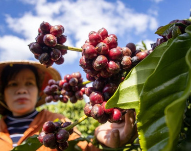 Giá nông sản ngày 27/11/2025: Cà phê và hồ tiêu cùng bật tăng mạnh