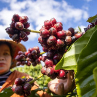 Giá nông sản ngày 27/11/2025: Cà phê và hồ tiêu cùng bật tăng mạnh