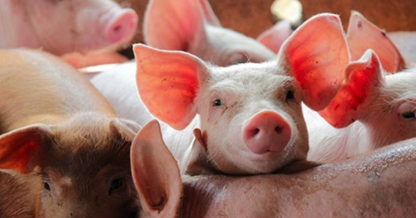 Giá heo hơi ngày 28/11/2025: Tăng cục bộ ở miền Trung