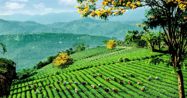 Lễ hội Trà Quốc tế 2025: Chuỗi hoạt động độc đáo kết hợp văn hóa và động lực phát triển ngành trà