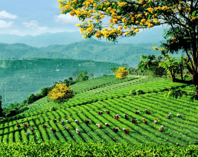 Lễ hội Trà Quốc tế 2025: Chuỗi hoạt động độc đáo kết hợp văn hóa và động lực phát triển ngành trà