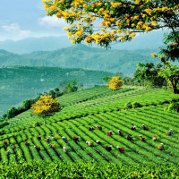 Lễ hội Trà Quốc tế 2025: Chuỗi hoạt động độc đáo kết hợp văn hóa và động lực phát triển ngành trà