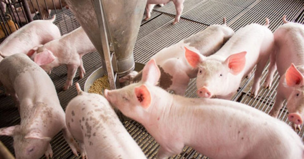 Giá heo hơi ngày 29/11/2025: Đồng loạt tăng mạnh cả 3 miền
