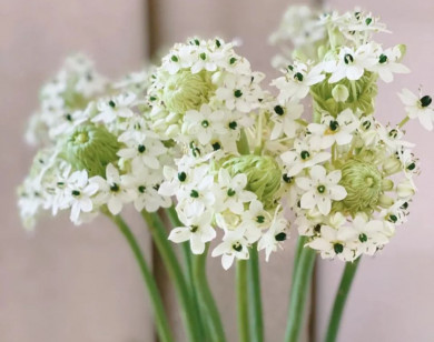 Tử vi ngày 30/11/2025 của 12 cung hoàng đạo: Song Ngư tài chính không ổn định