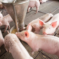 Giá heo hơi ngày 29/11/2025: Đồng loạt tăng mạnh cả 3 miền